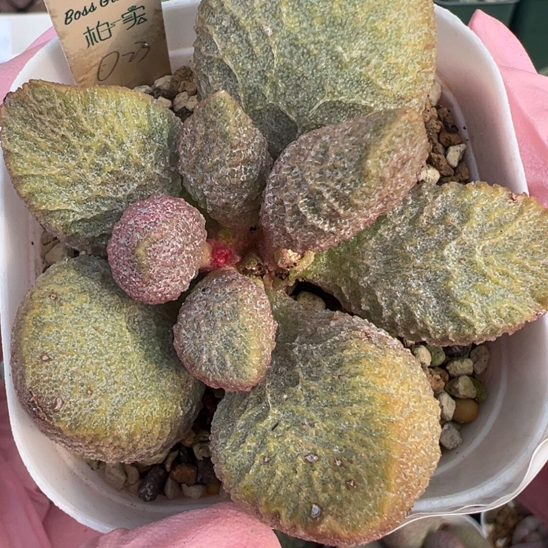 750胖嘟嘟一颗捧花状