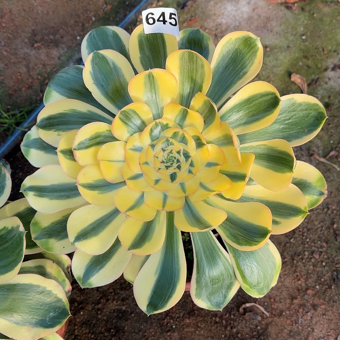 多肉植物王妃645