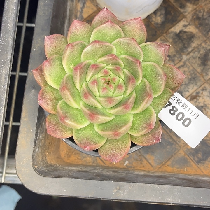 阿雅园艺。         7800