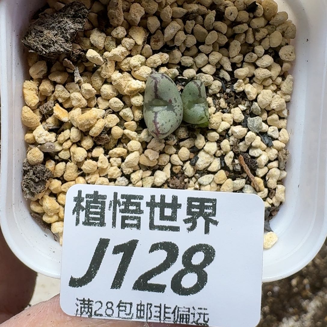 多肉植物的润泽ghj