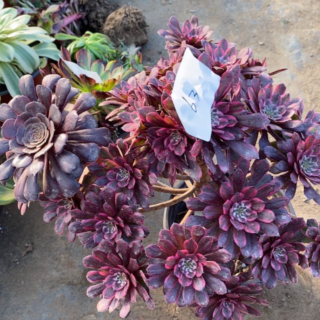 63紫霞仙子多肉植物