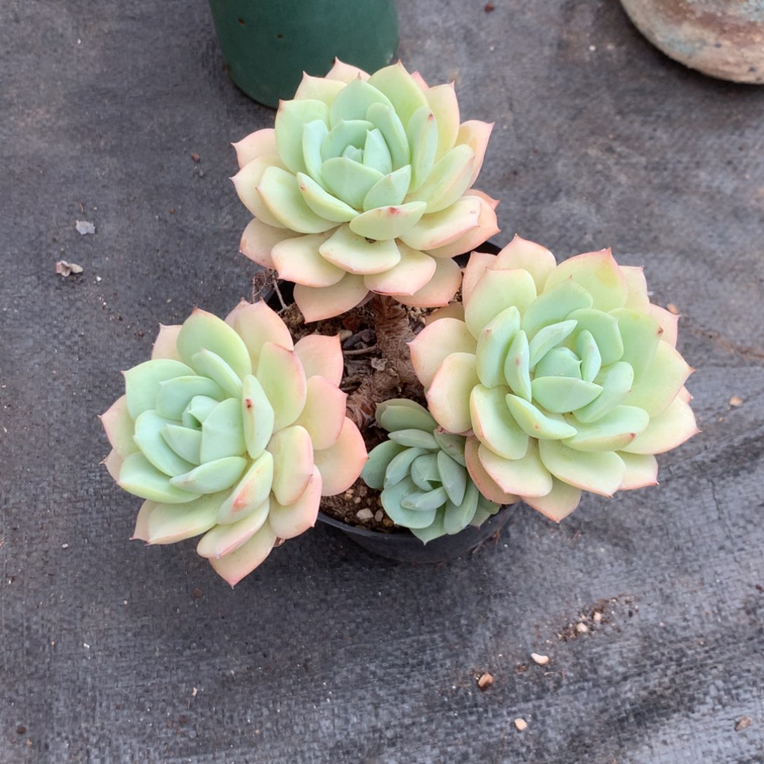 我们就像这只蝴蝶飞得