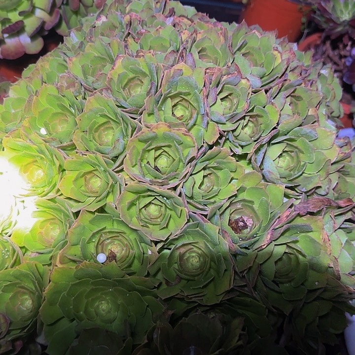 红心沙拉碗巨无霸朵朵福利105
