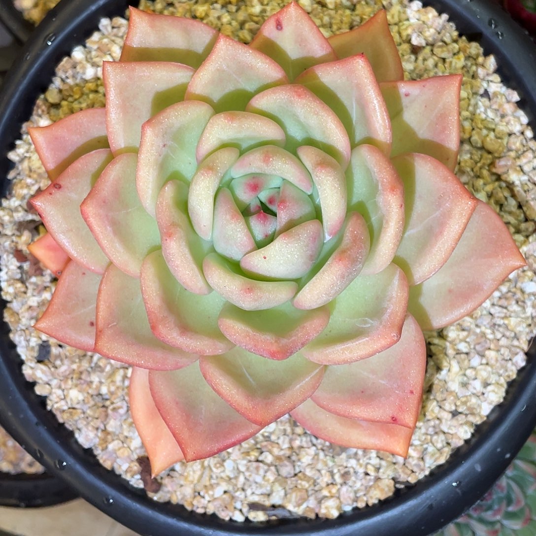 多肉植物一物一拍