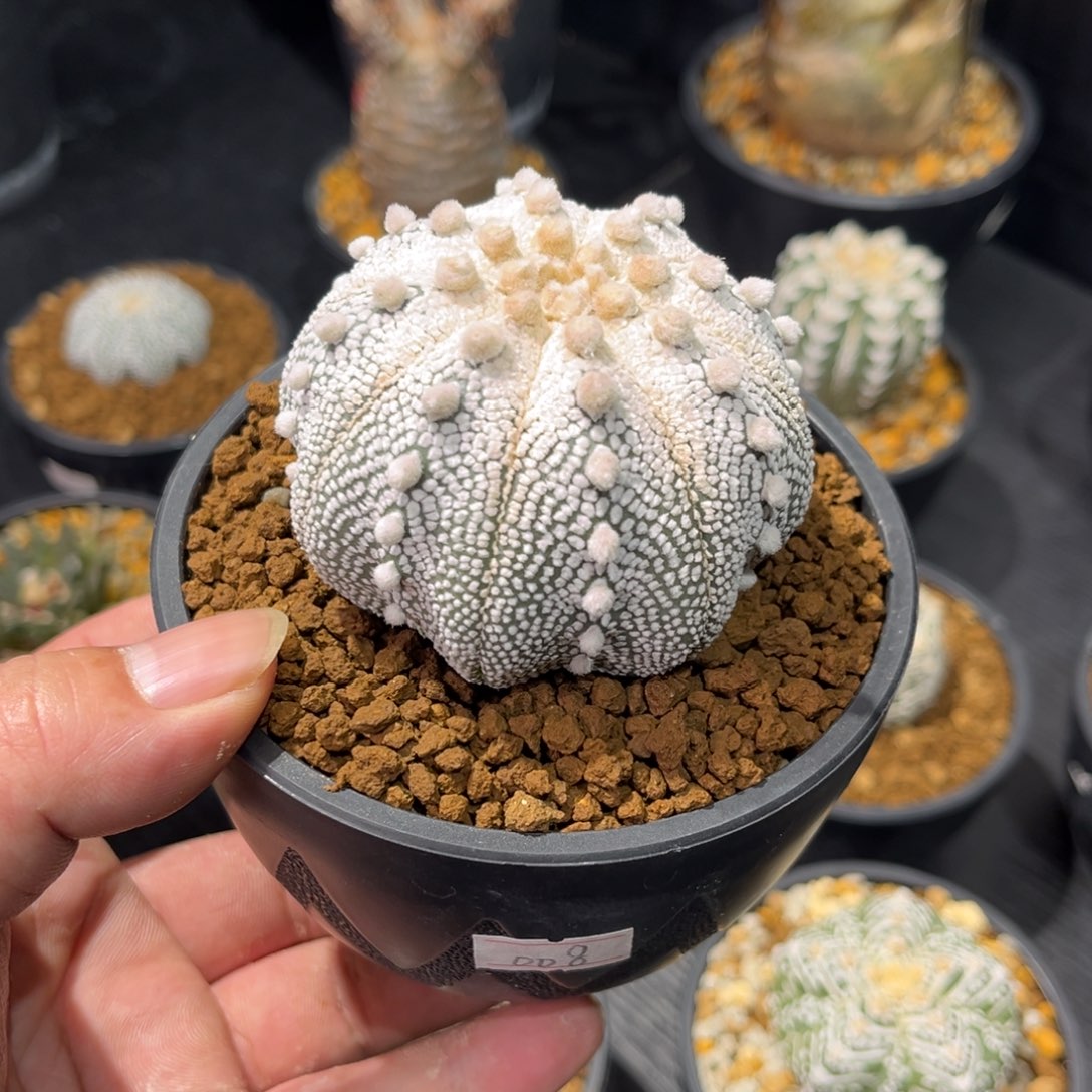 奇迹兜带盆包邮发