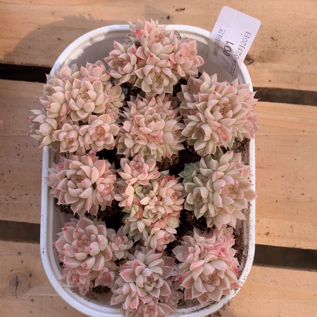 反反复复的感觉真好啊001