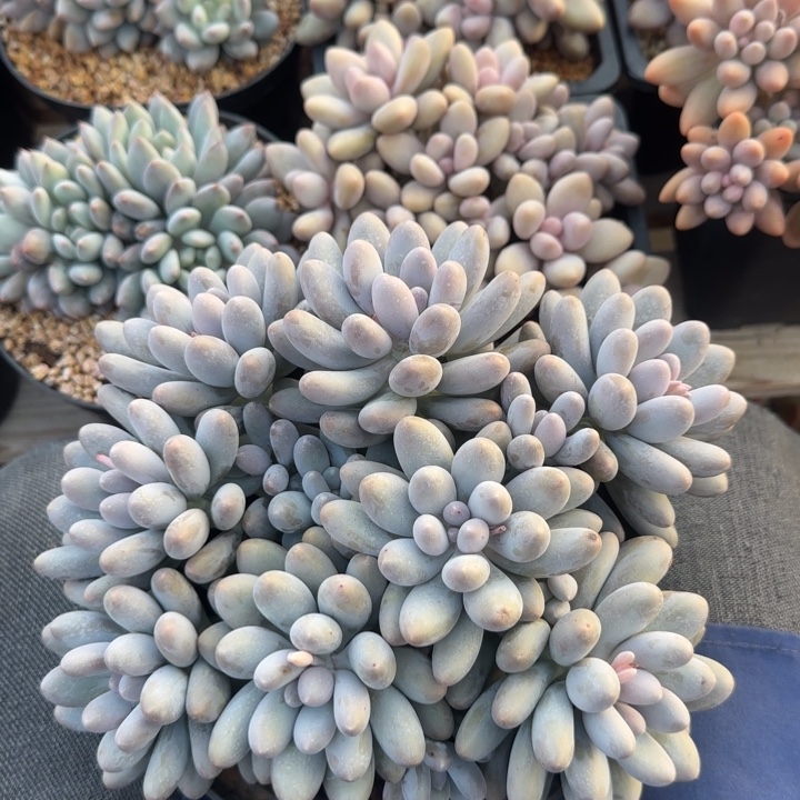 汤圆老桩多肉五十包邮老桩