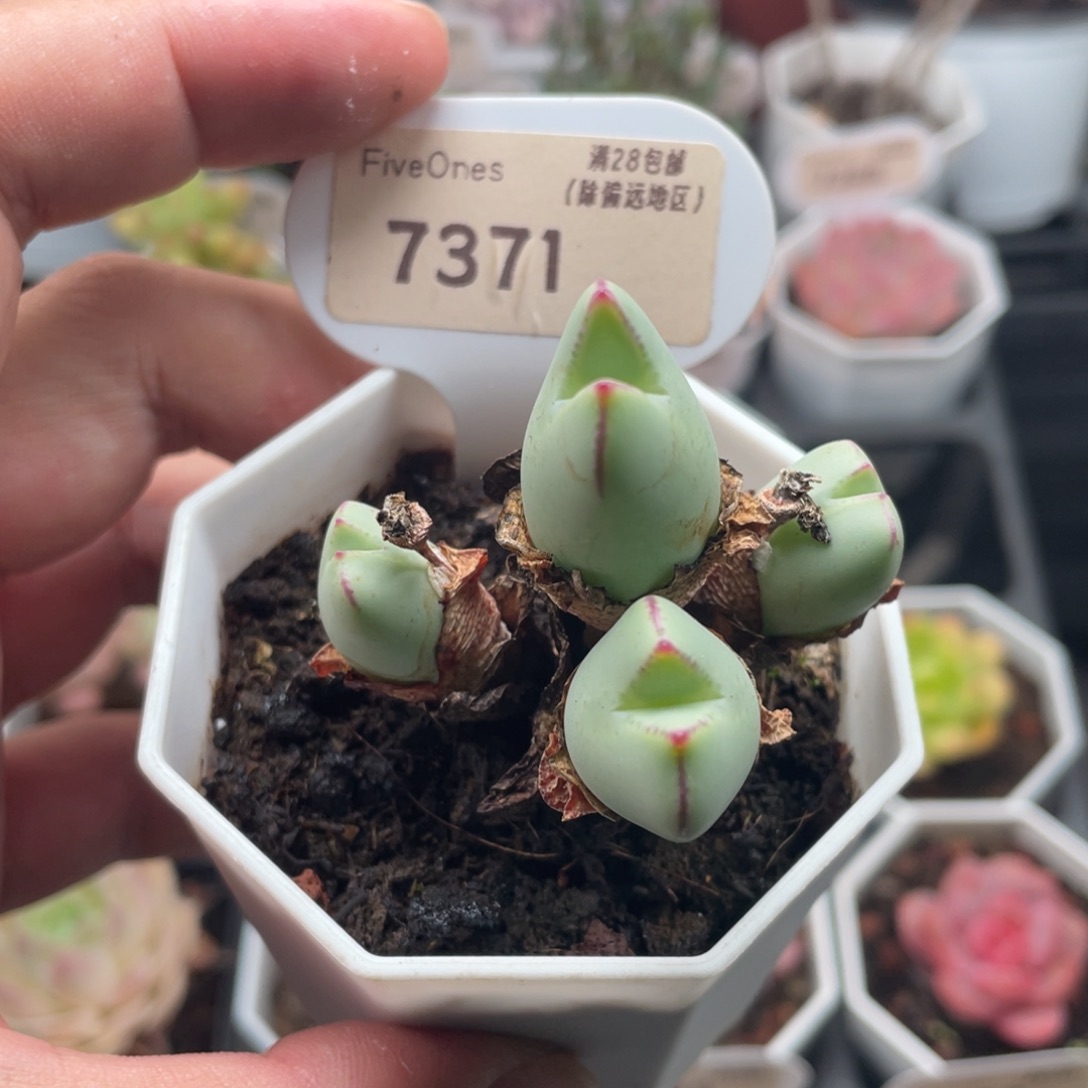 少将7371-4.5厘米