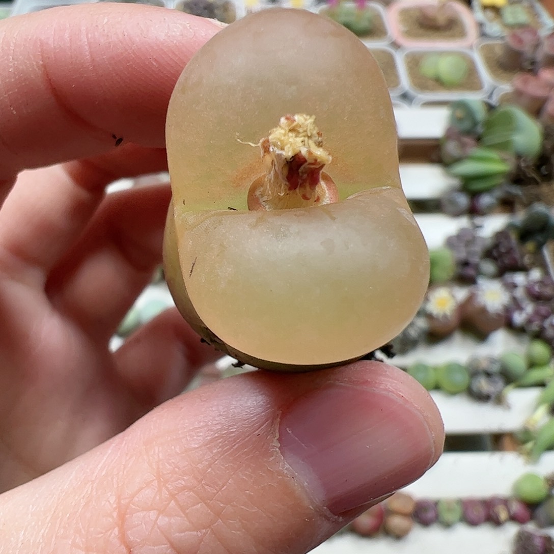 【闪购商品】64 毛毛