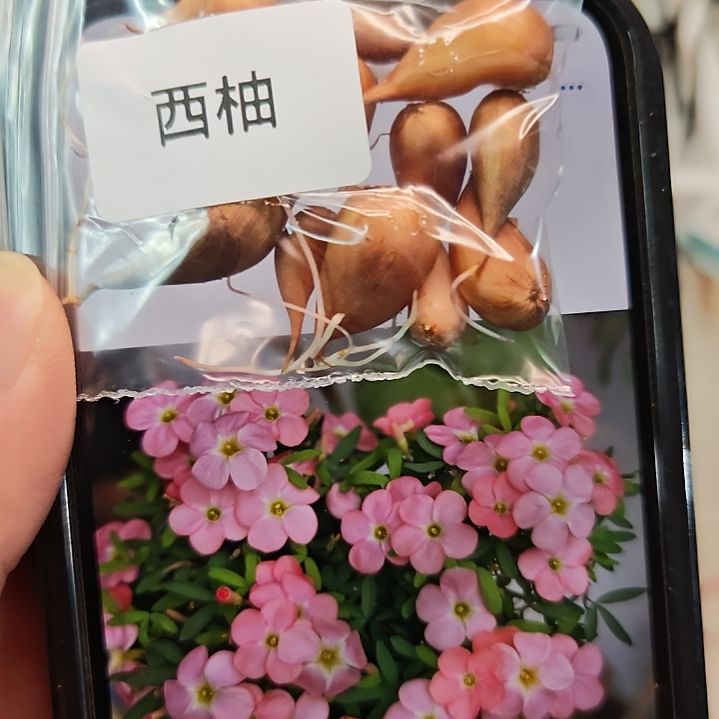 酢浆草早花纤细西柚