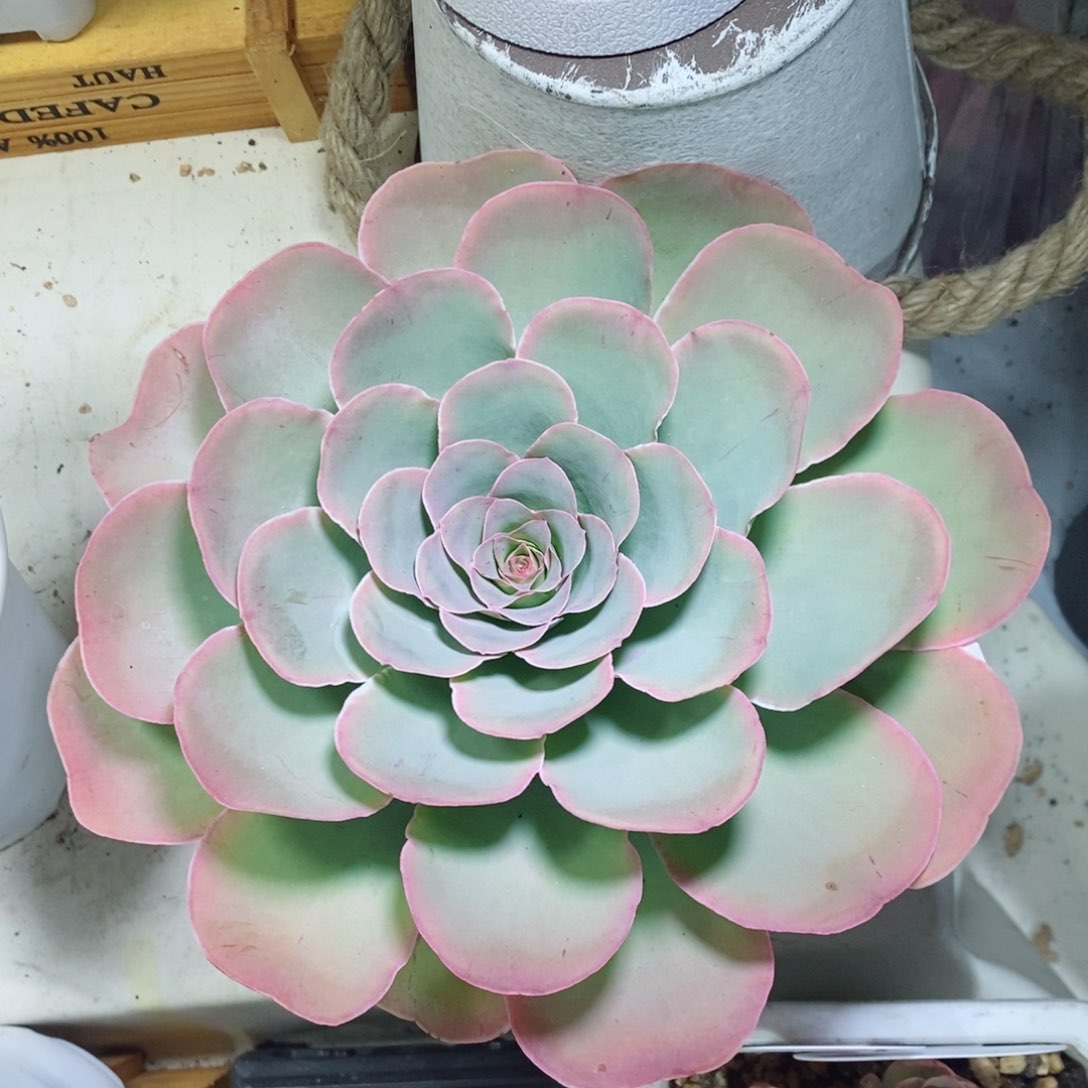 姝心母本。山地玫瑰。