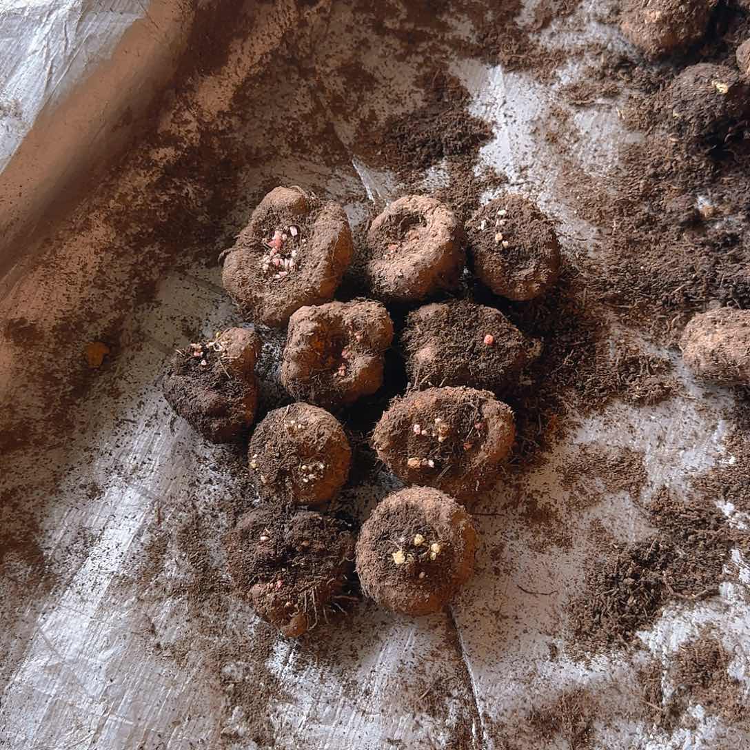 无花朵夫妻海棠种球系列十个中球