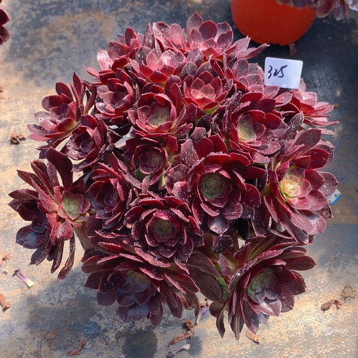 325赤艳莲精品法师多肉