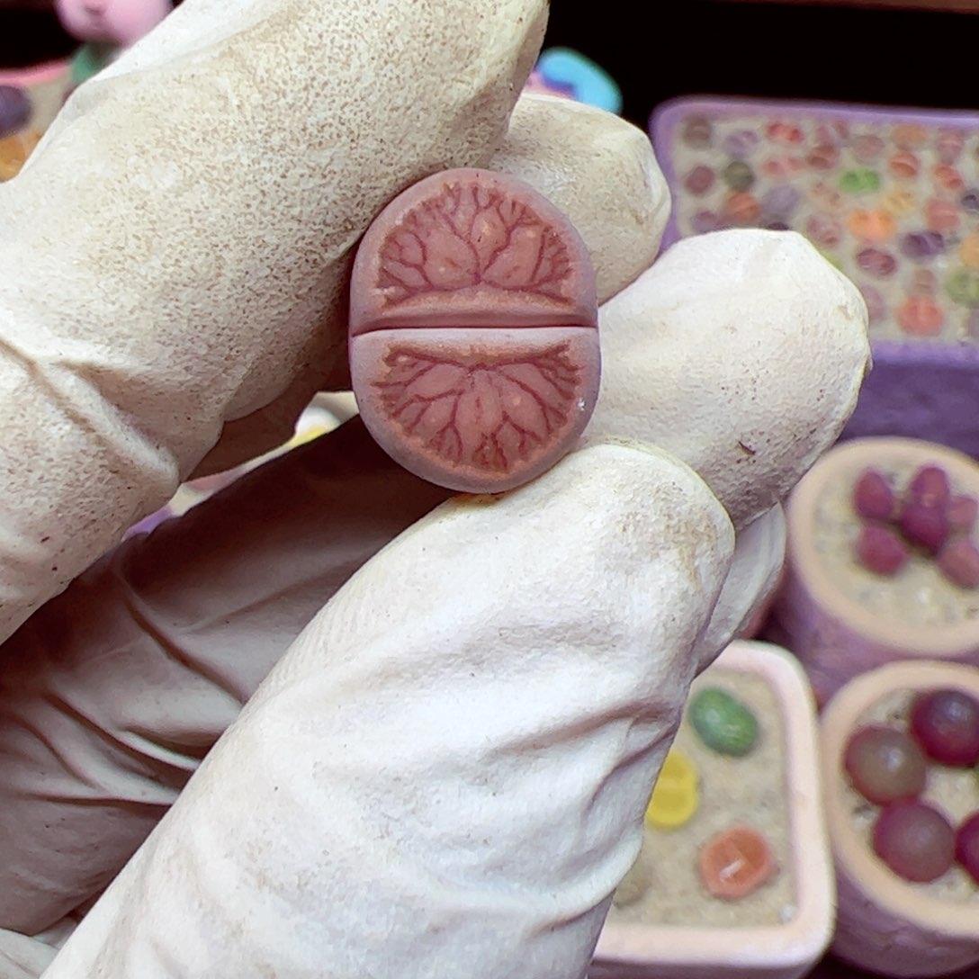 112 优秀的肉肉22