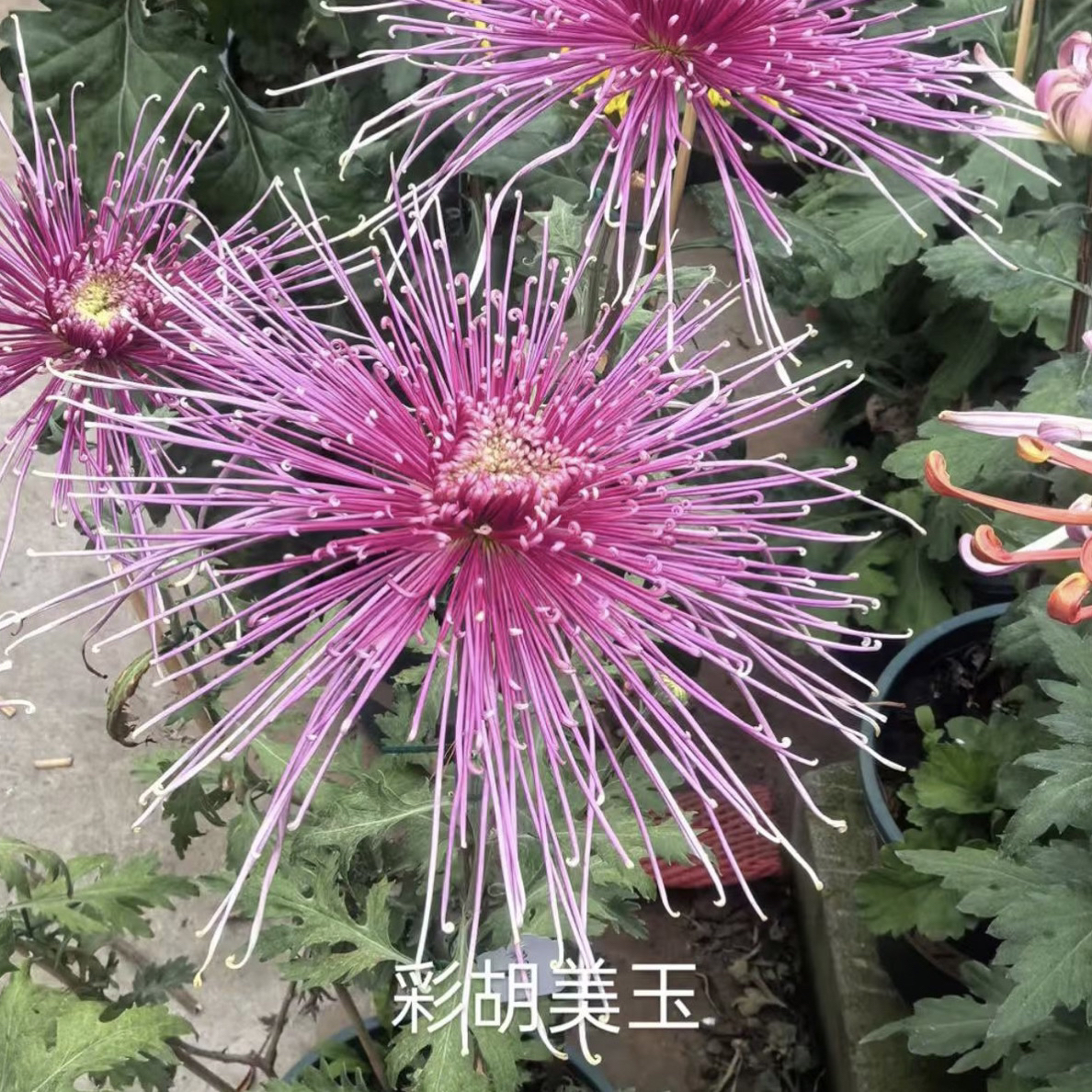【一物一拍】彩湖美玉 9月大菊半成品多年生盆栽花卉绿植