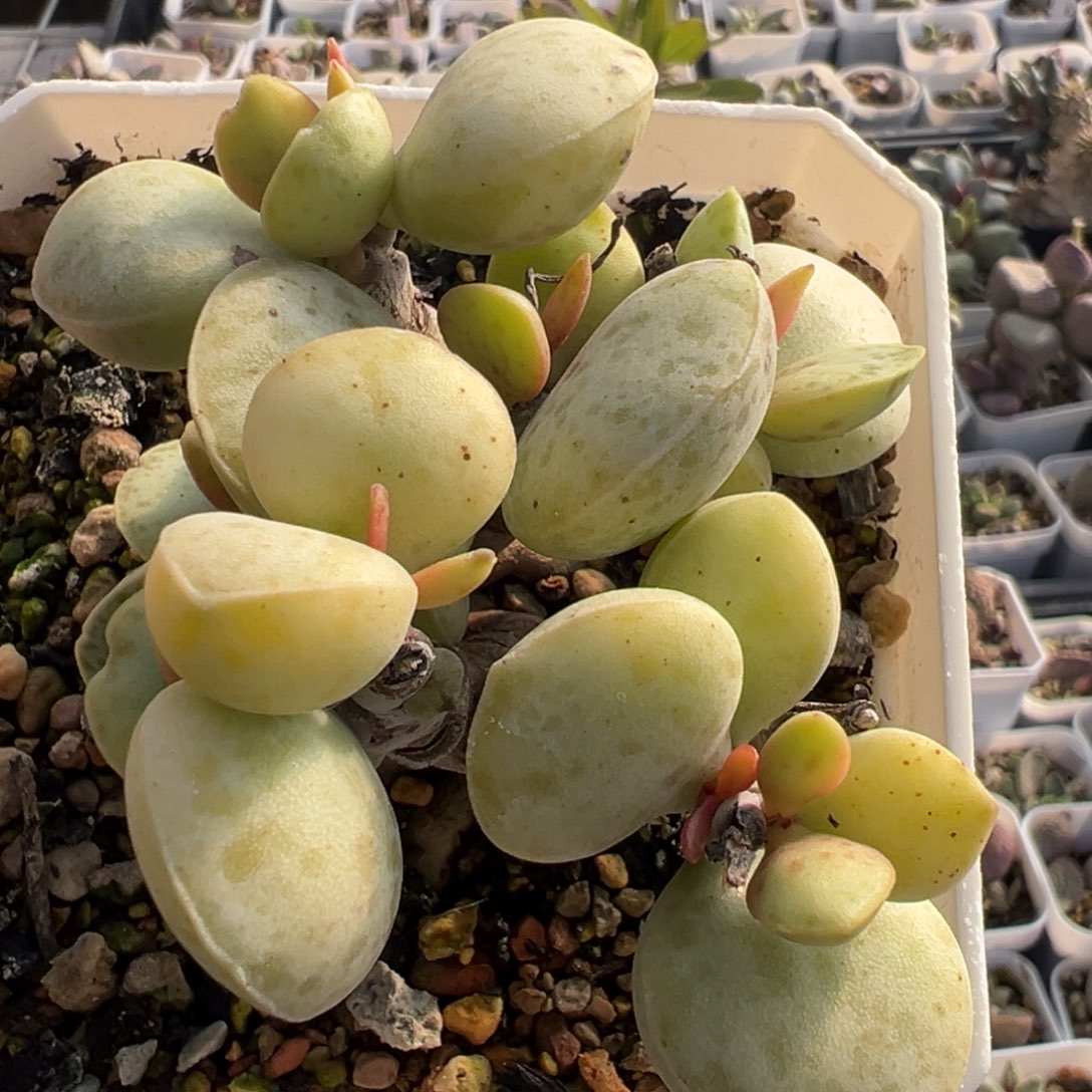 季节锦花蛋老桩多头水泡