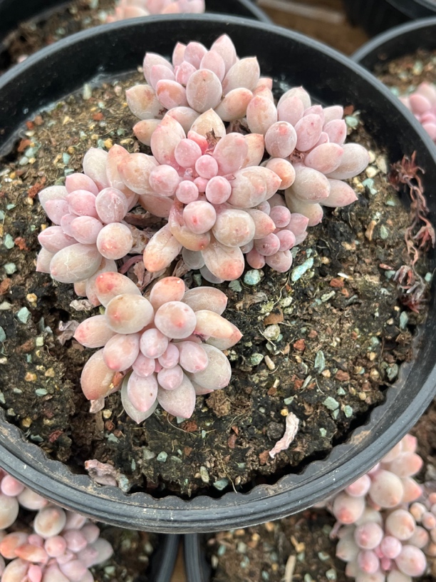 【任意两单包邮】婴儿手指群生无砍8-9厘米，脱土发货
