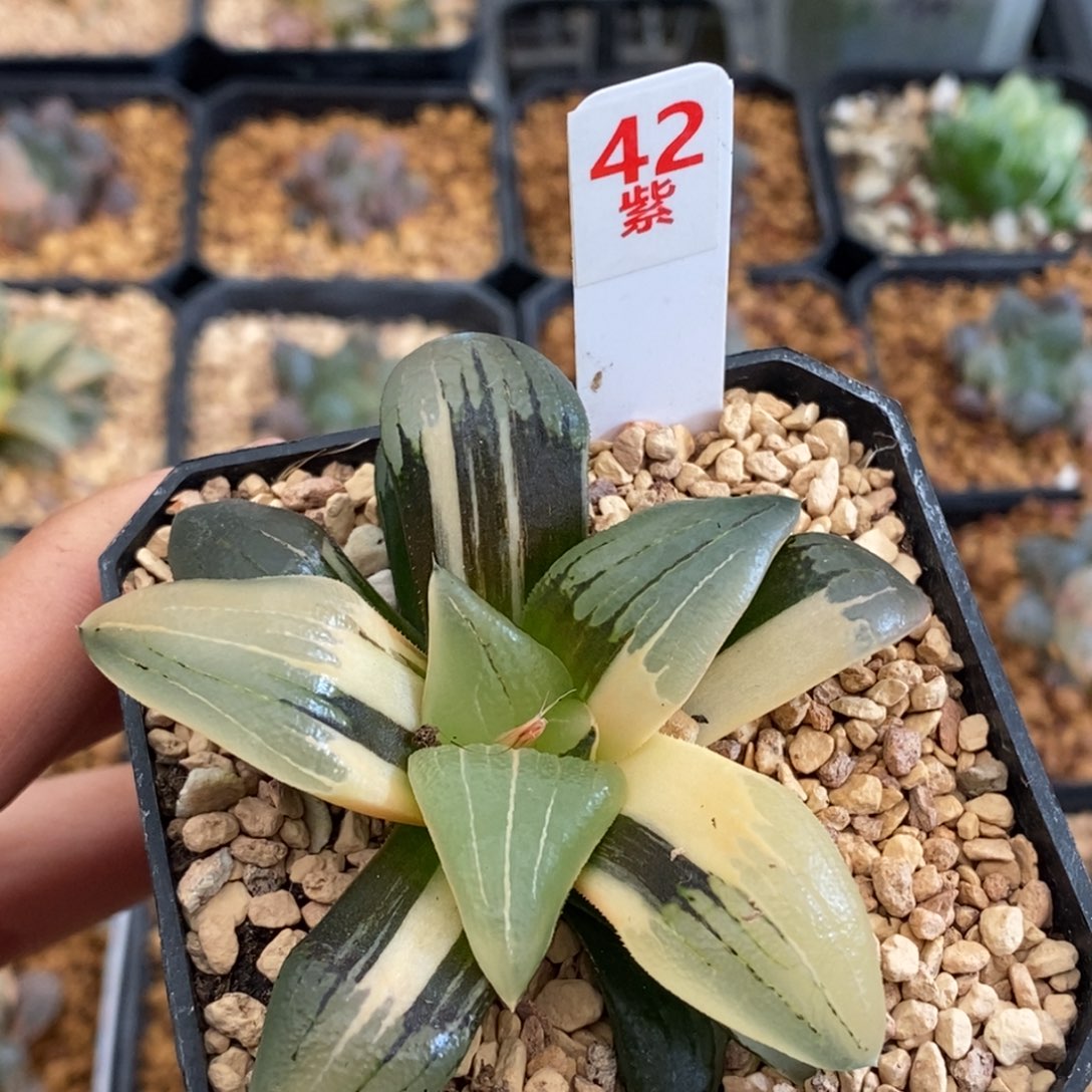 42红文寿多肉植物