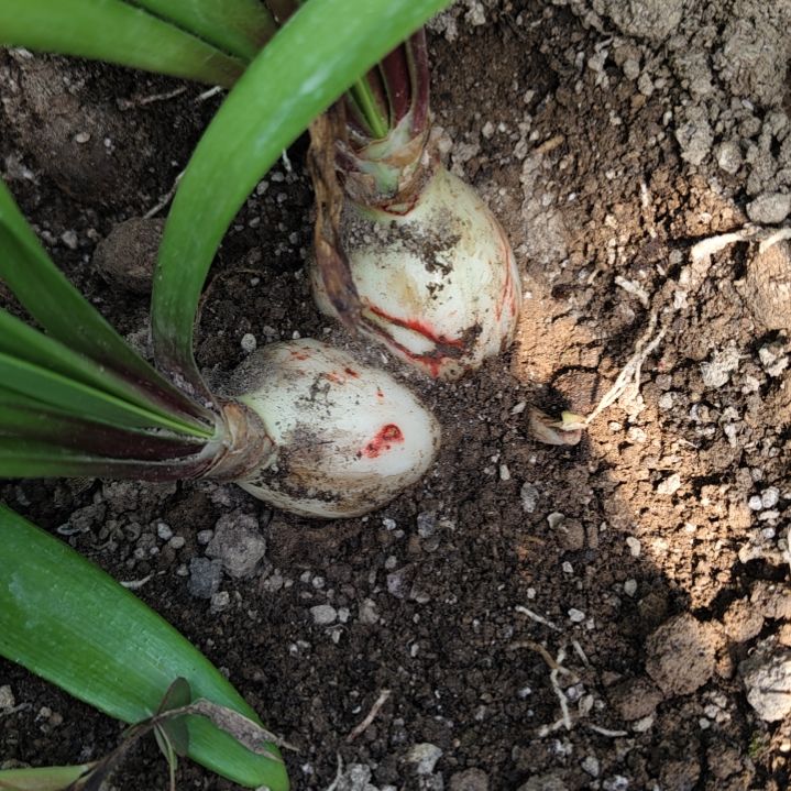 望***波完全开放粉黛双胞胎