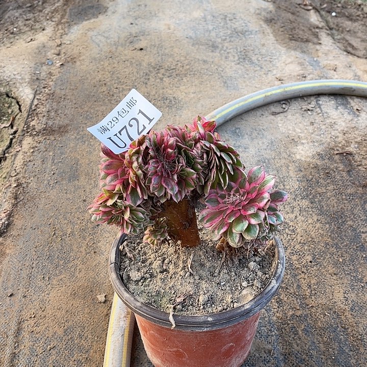 721粉女巫缀   多肉植物     