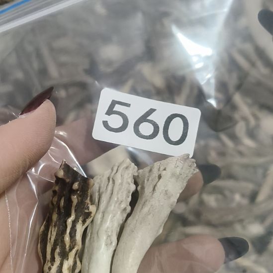 *****鹿角鹿角鹿角鹿角鹿角鹿角