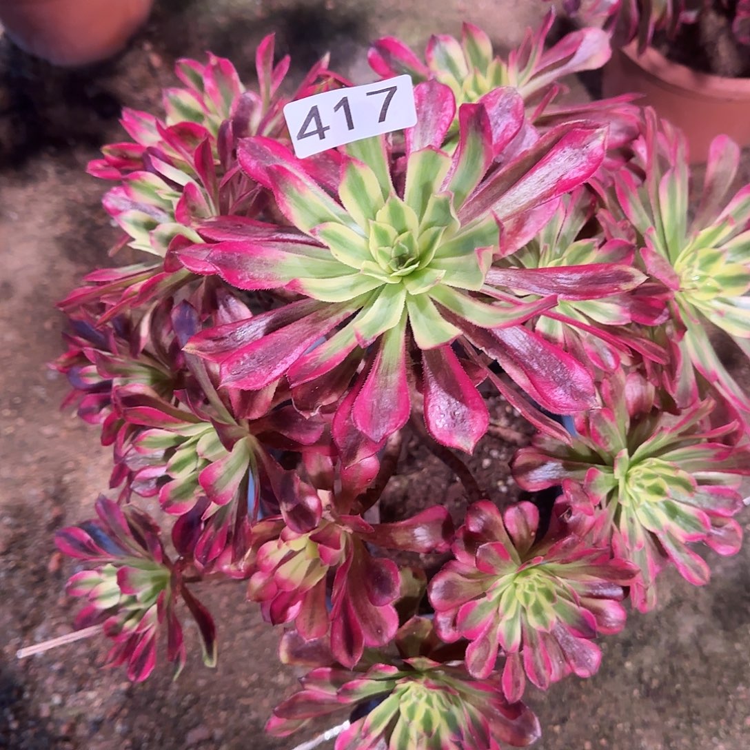 多肉植物2年舞天姬417