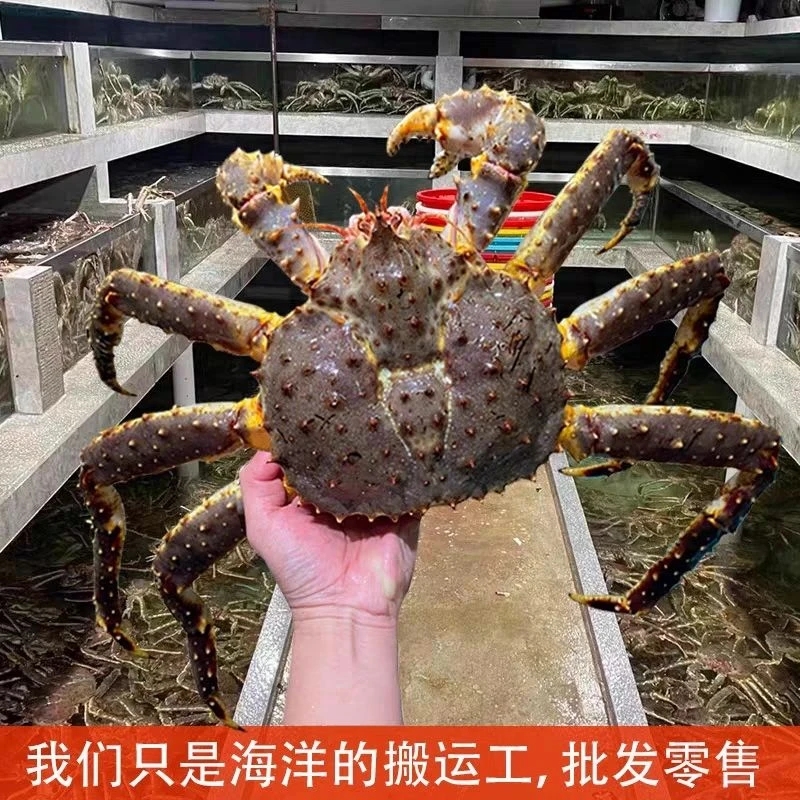 俄罗斯鲜活帝王蟹  《保鲜不保活》 8-9成肥度   掉水率5%-10%