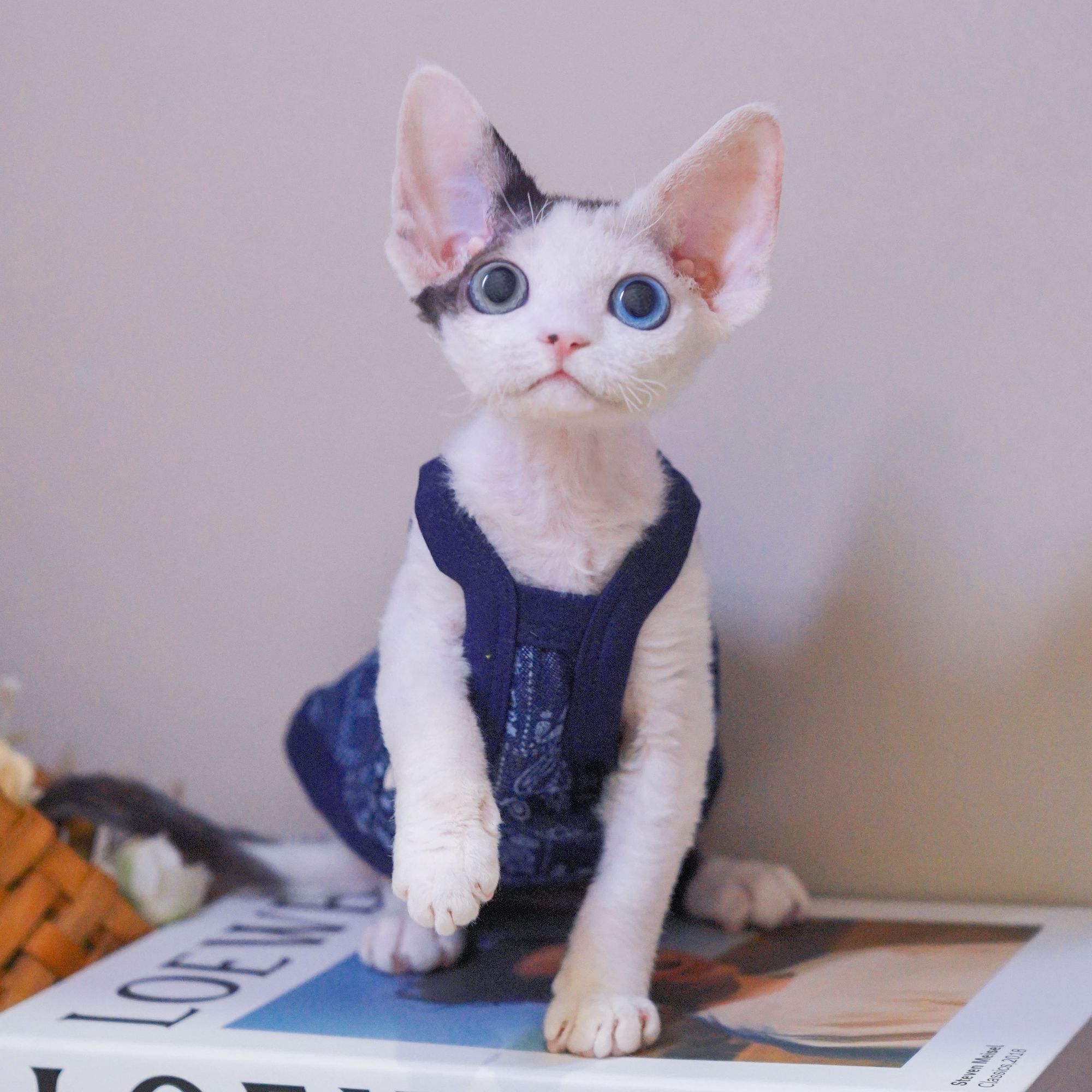 德文弟弟 德文卷毛猫