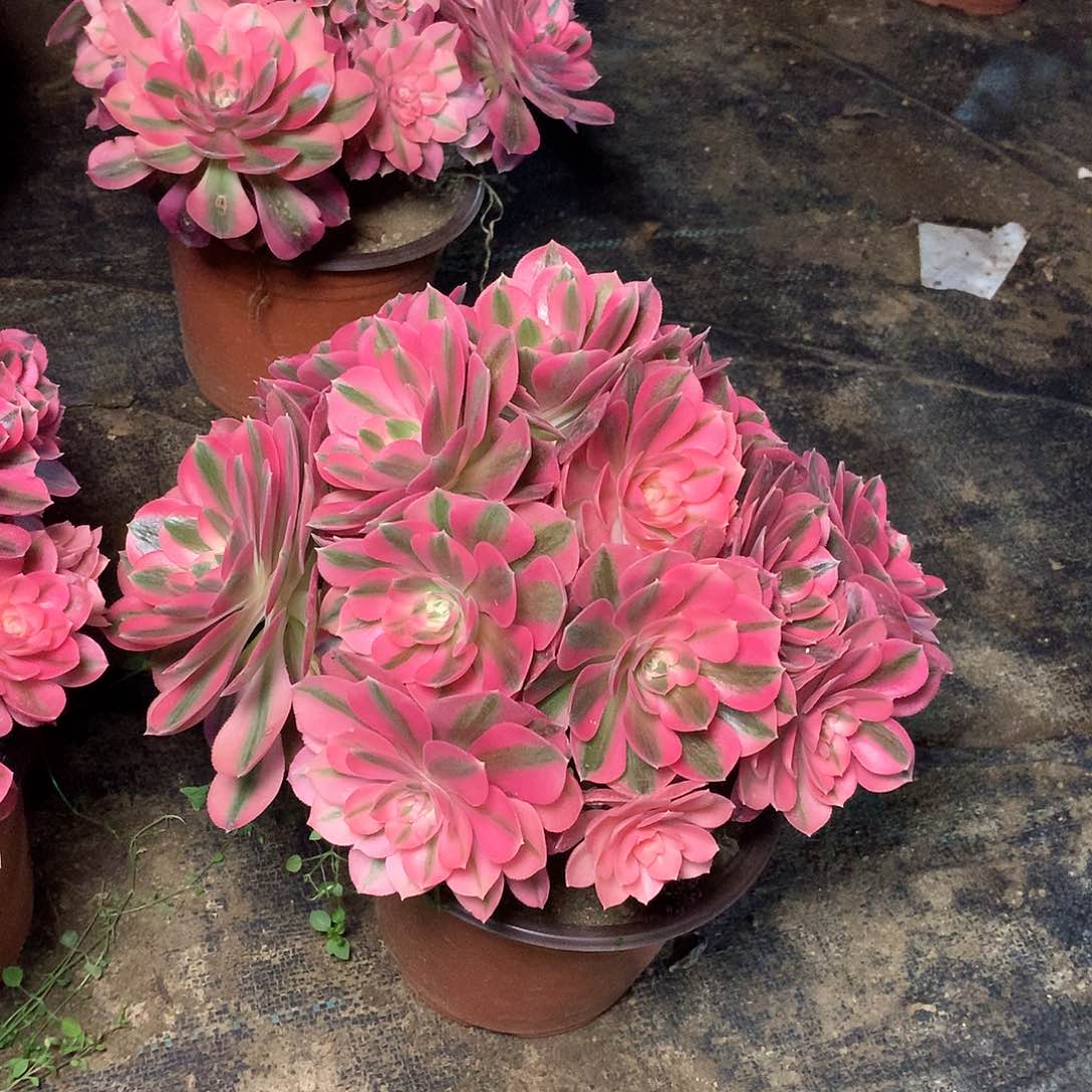 76多肉多肉多肉多肉多肉