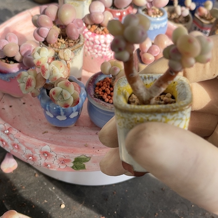 【闪购商品】彩虹奶酪