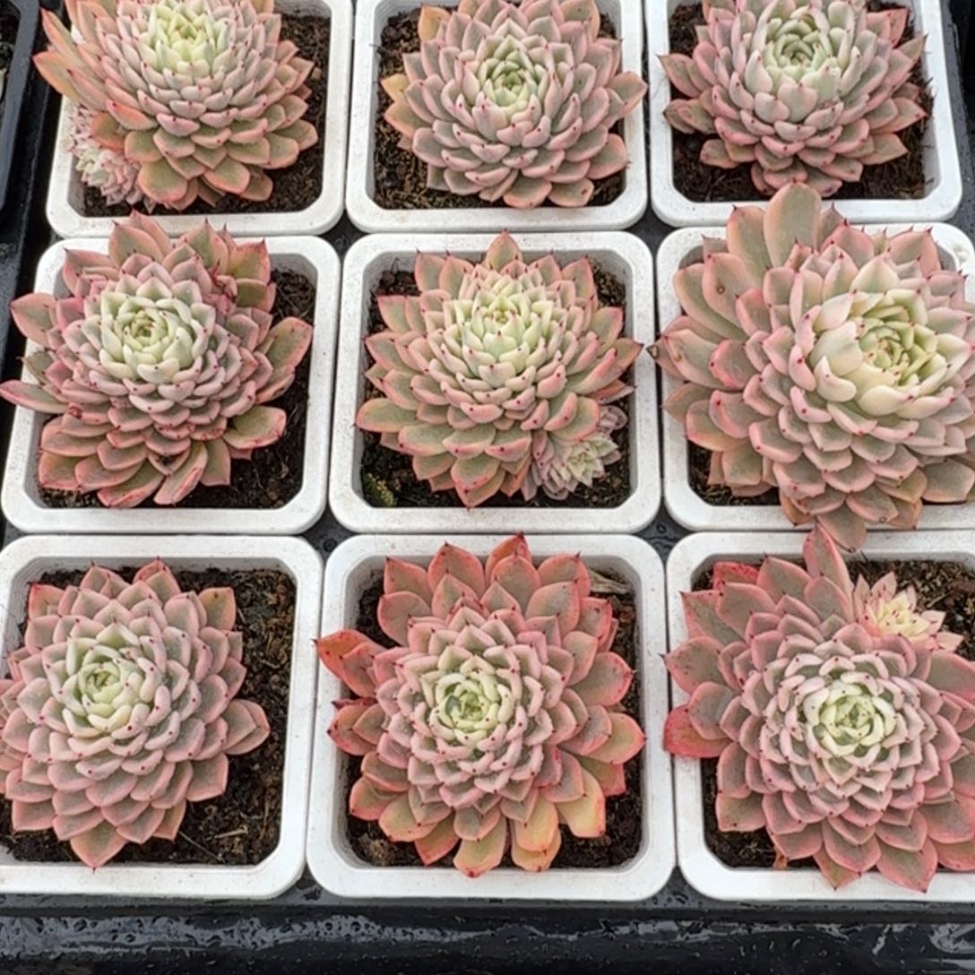 吉尔巴玫瑰锦，多肉锦