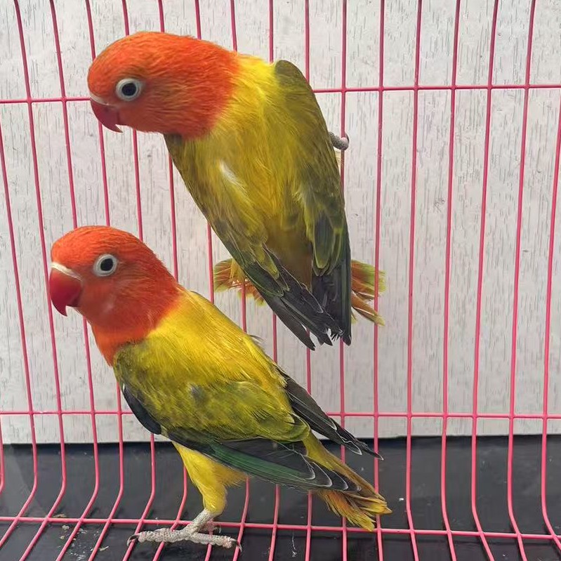 桃脸牡丹鹦鹉包邮到家