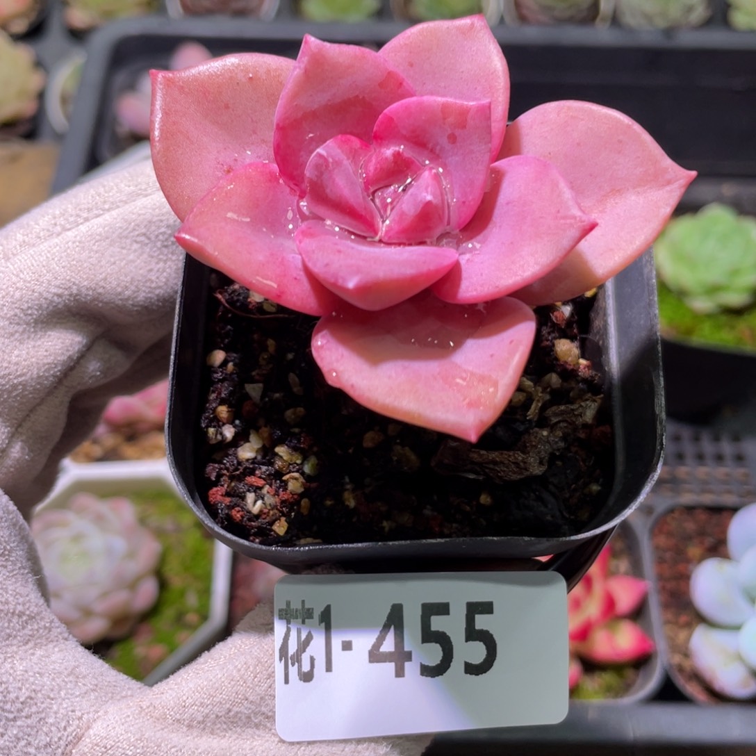 花利美1-455彩虹糖