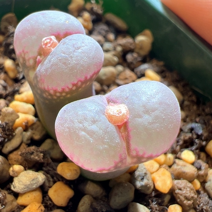 569。 优选德系c10.   