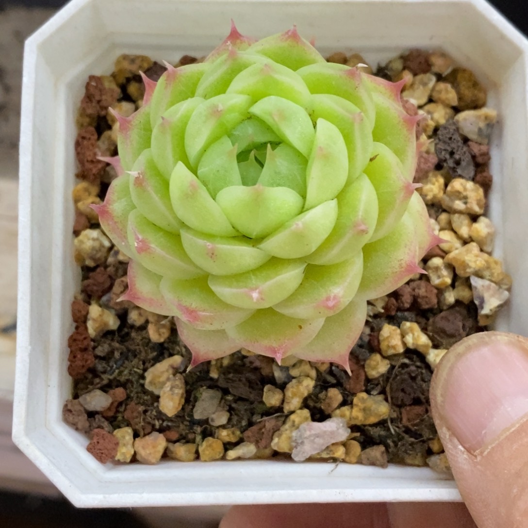 精品多肉一物一拍不包整76