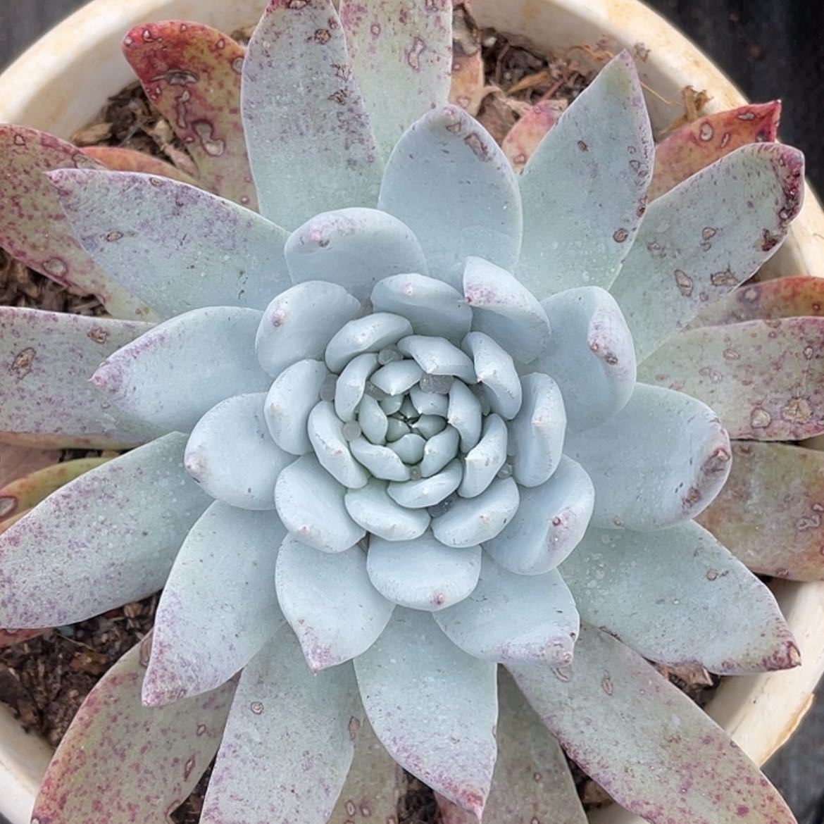 【闪购商品】阿金尼量拍