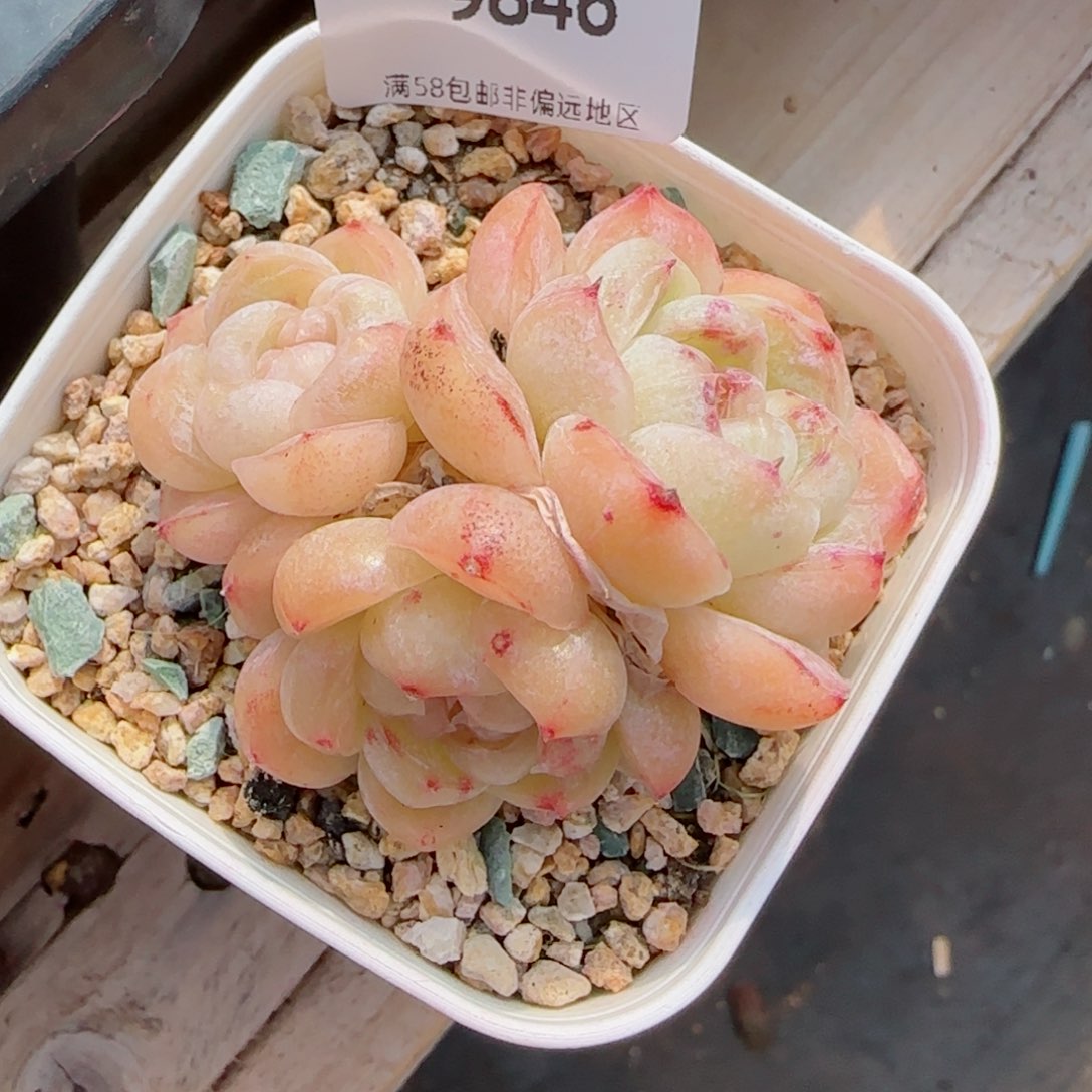 胖虎，9846多肉植物