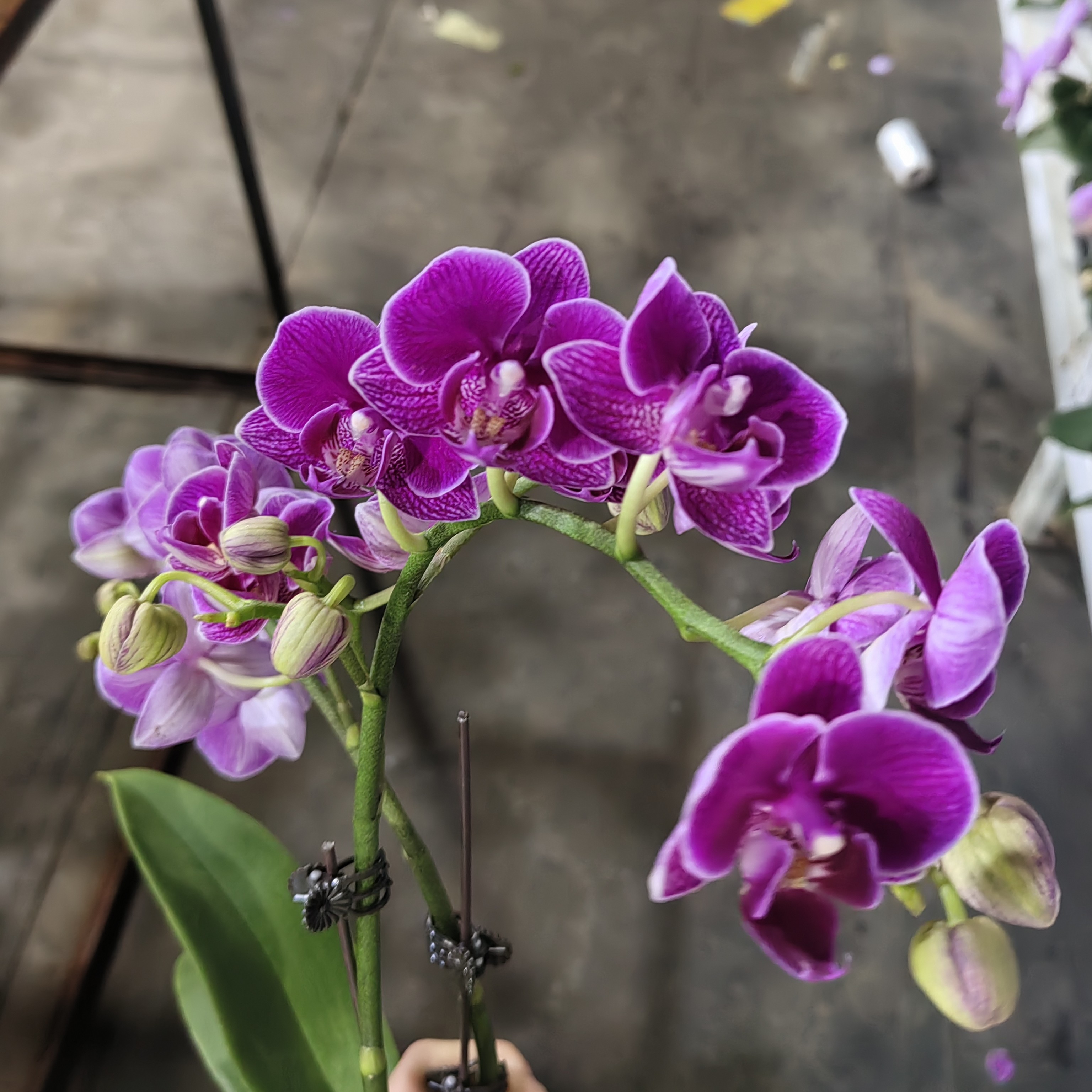 蝴蝶兰——新红酒(任意两颗包邮只拍一颗发苗)