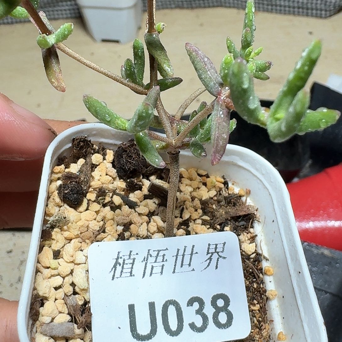038盒多肉植物哇fv v