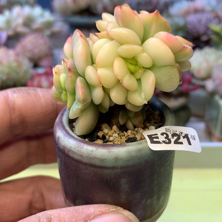 E321一物一拍带盆发