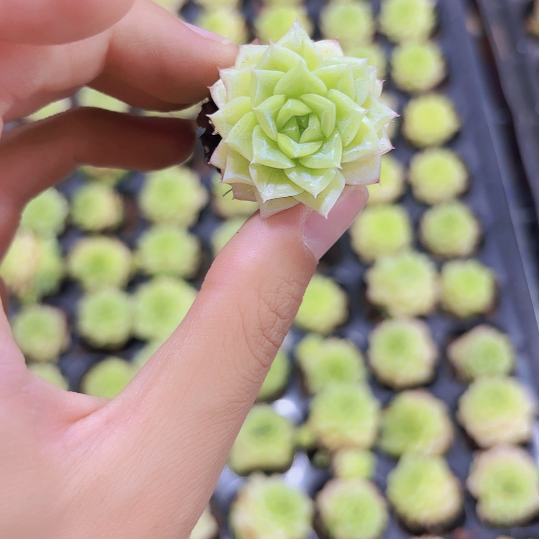 小穴苗奶油麦秆多肉植物