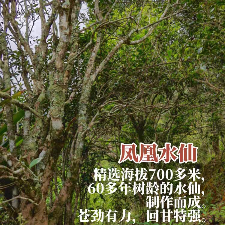 凤凰单丛茶（老枞水仙浓香口感）