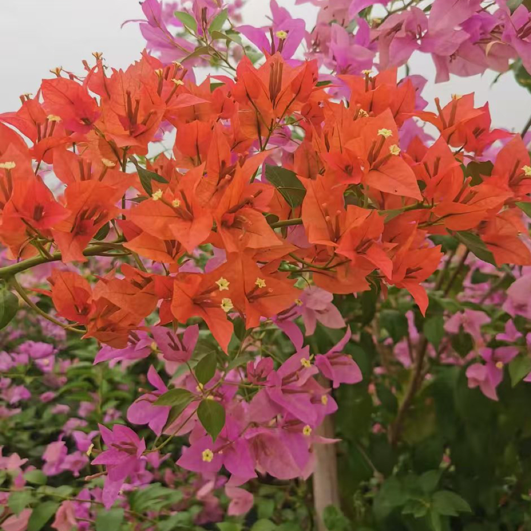 ［一物一拍］精品三角梅庭院美观花卉绿植基地直发