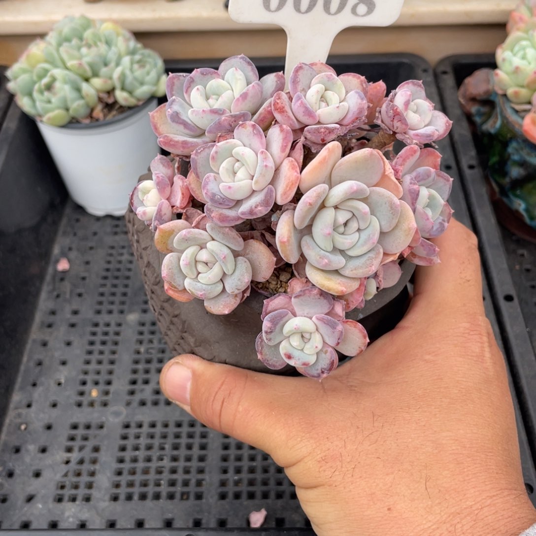 爱**肉0008千山雪不带盆10厘米