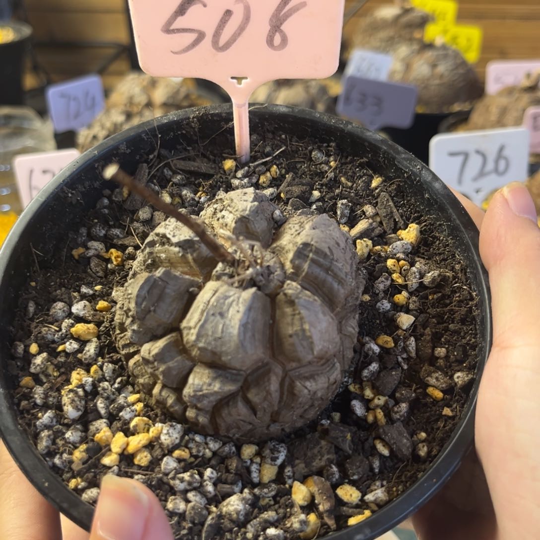 508龟甲龙12345678