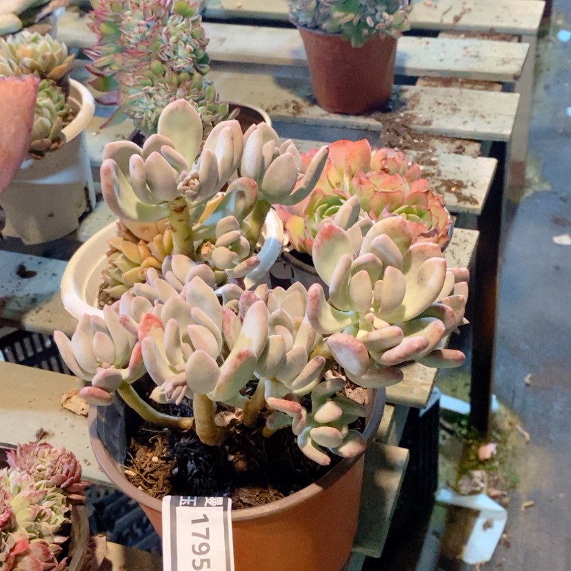 【闪购商品】三日月美人1795