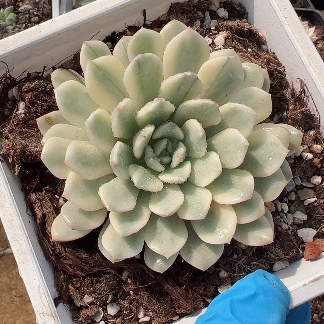 红宝石锦，覆轮锦