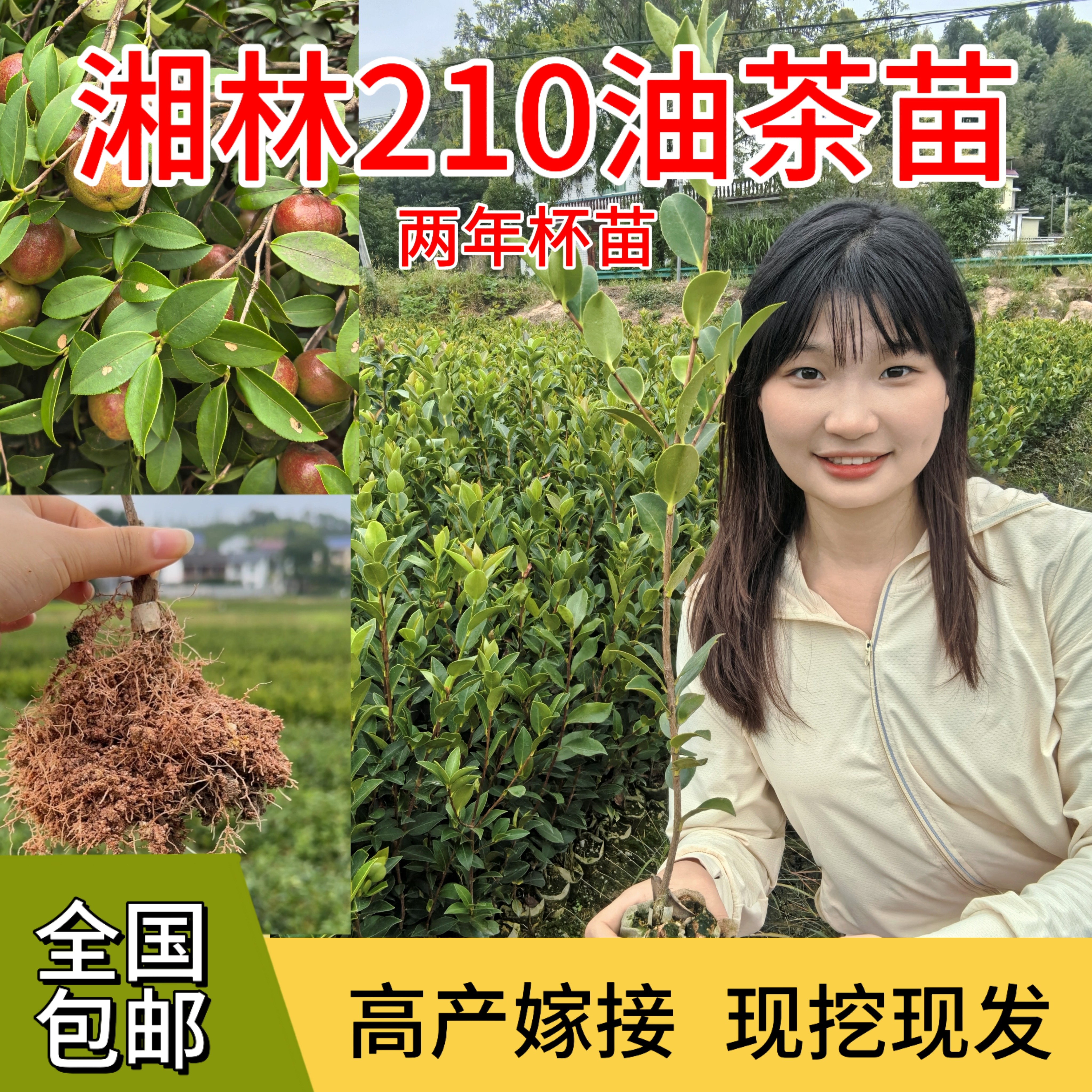 【基地直发】25棵湘林210两年杯苗高产嫁接中大果包邮带土油茶苗