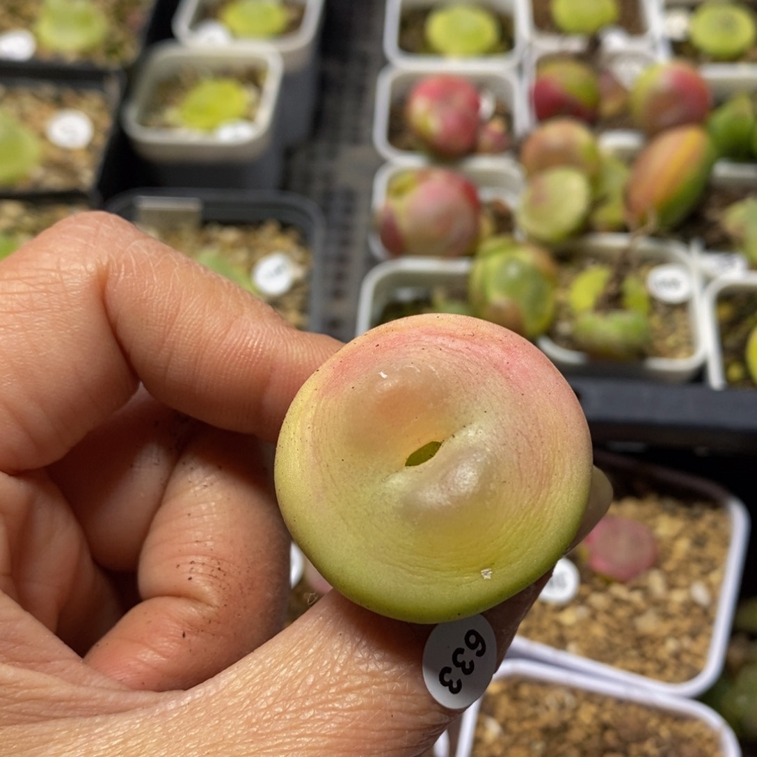 短****芙专拍拉登（多肉植物633