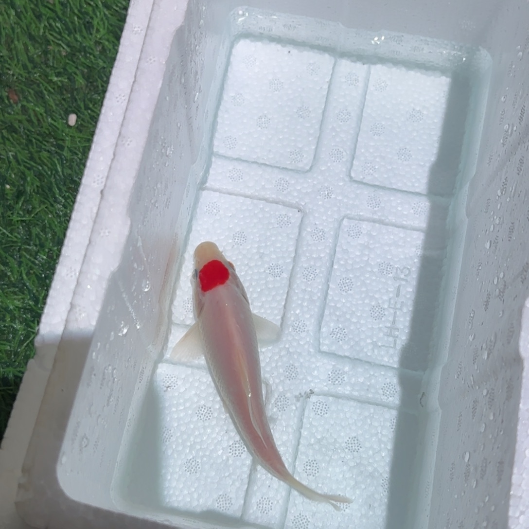 看***水锦鲤锦鲤鱼观赏鱼锦鲤